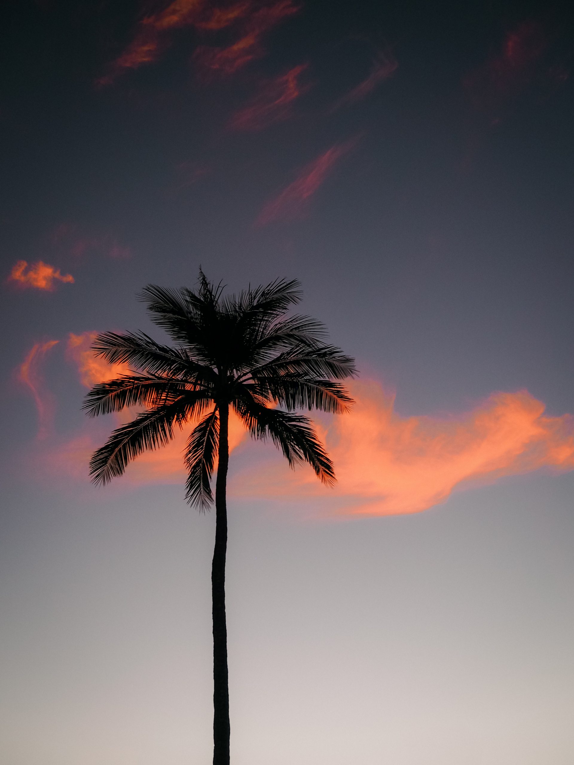 Palme mit pinken wolken