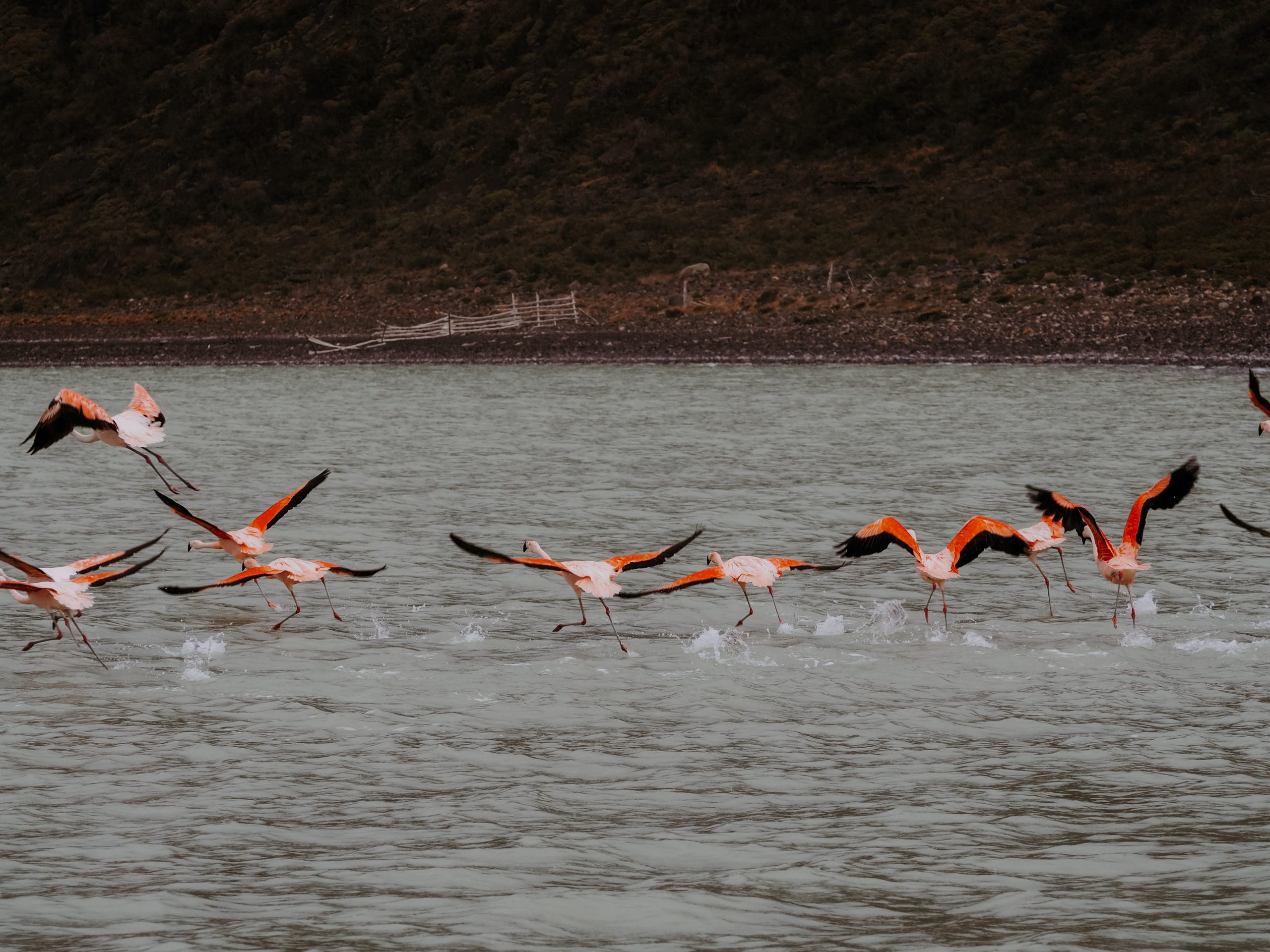 Pinke Flamingos im Wasser
