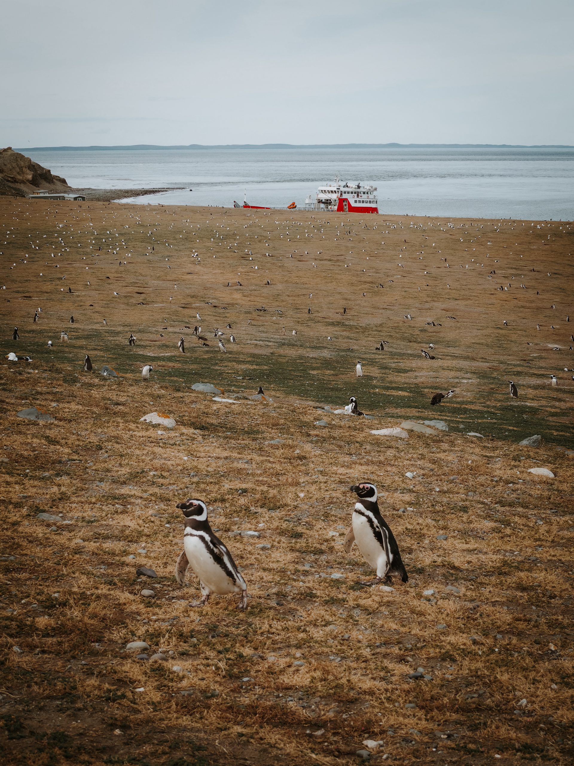 Pinguine auf Insel