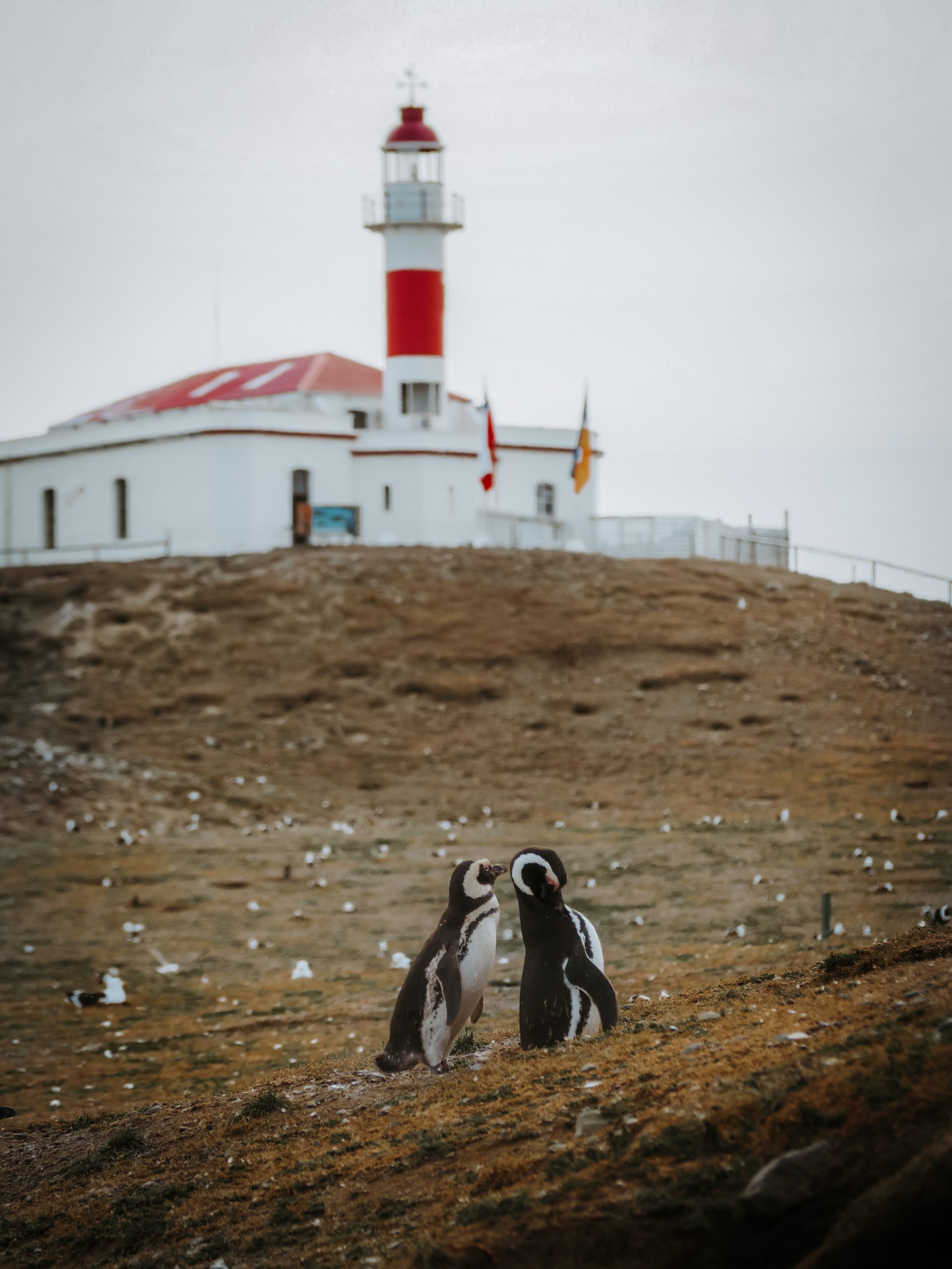Pinguine mit Leuchtturm im Hintergrund