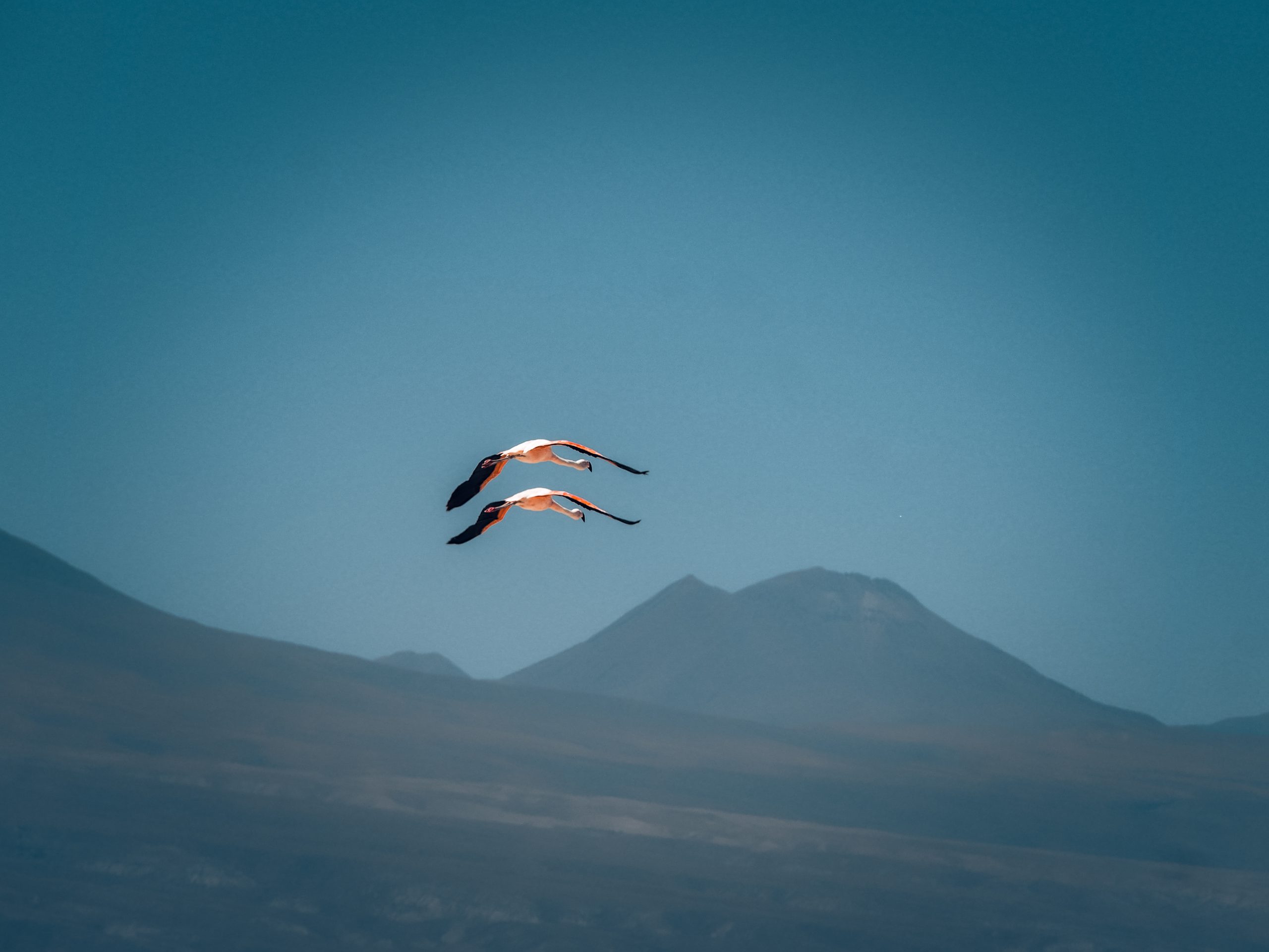 Flamingos in der Luft