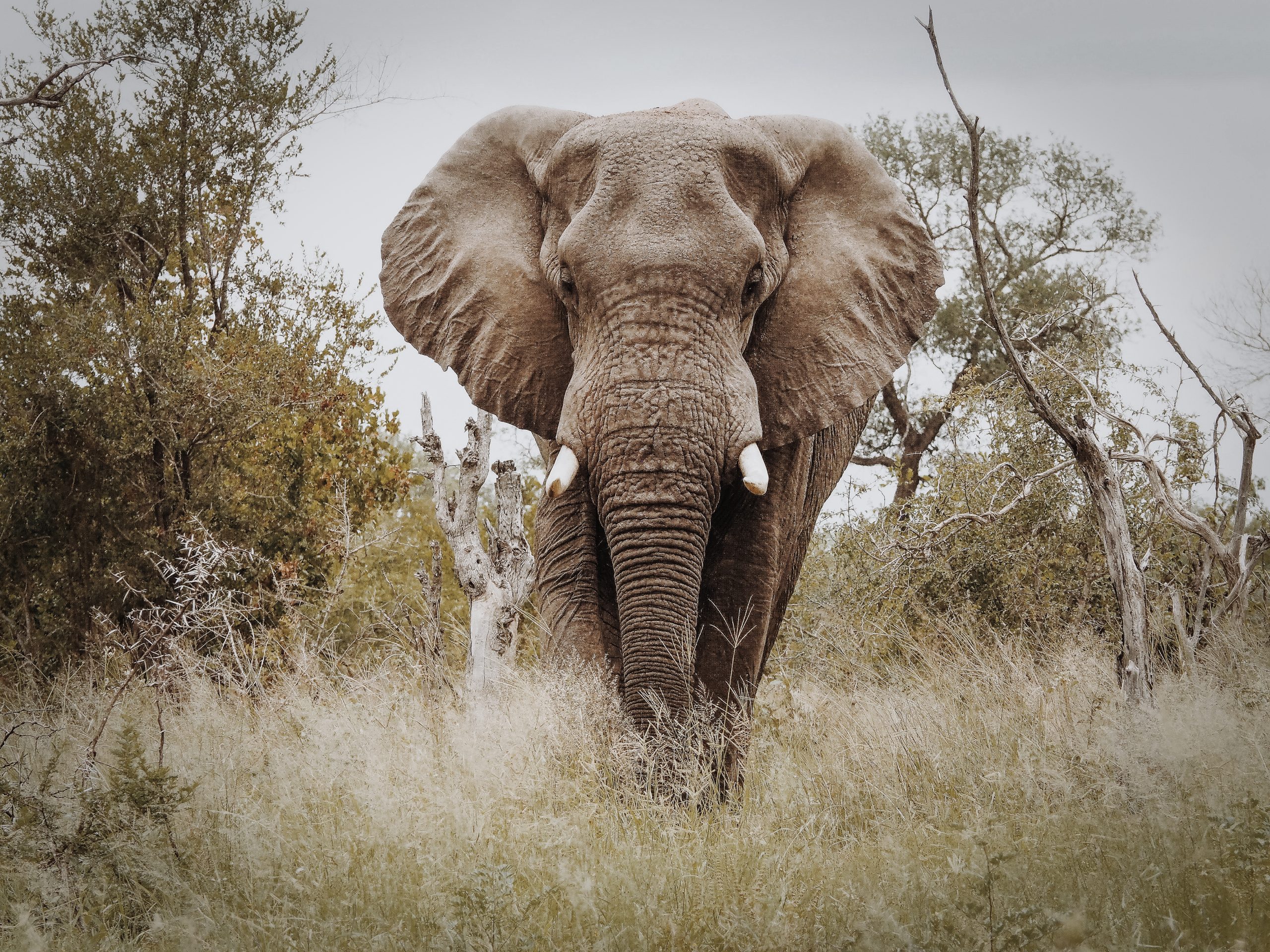 Portrait von Elefant