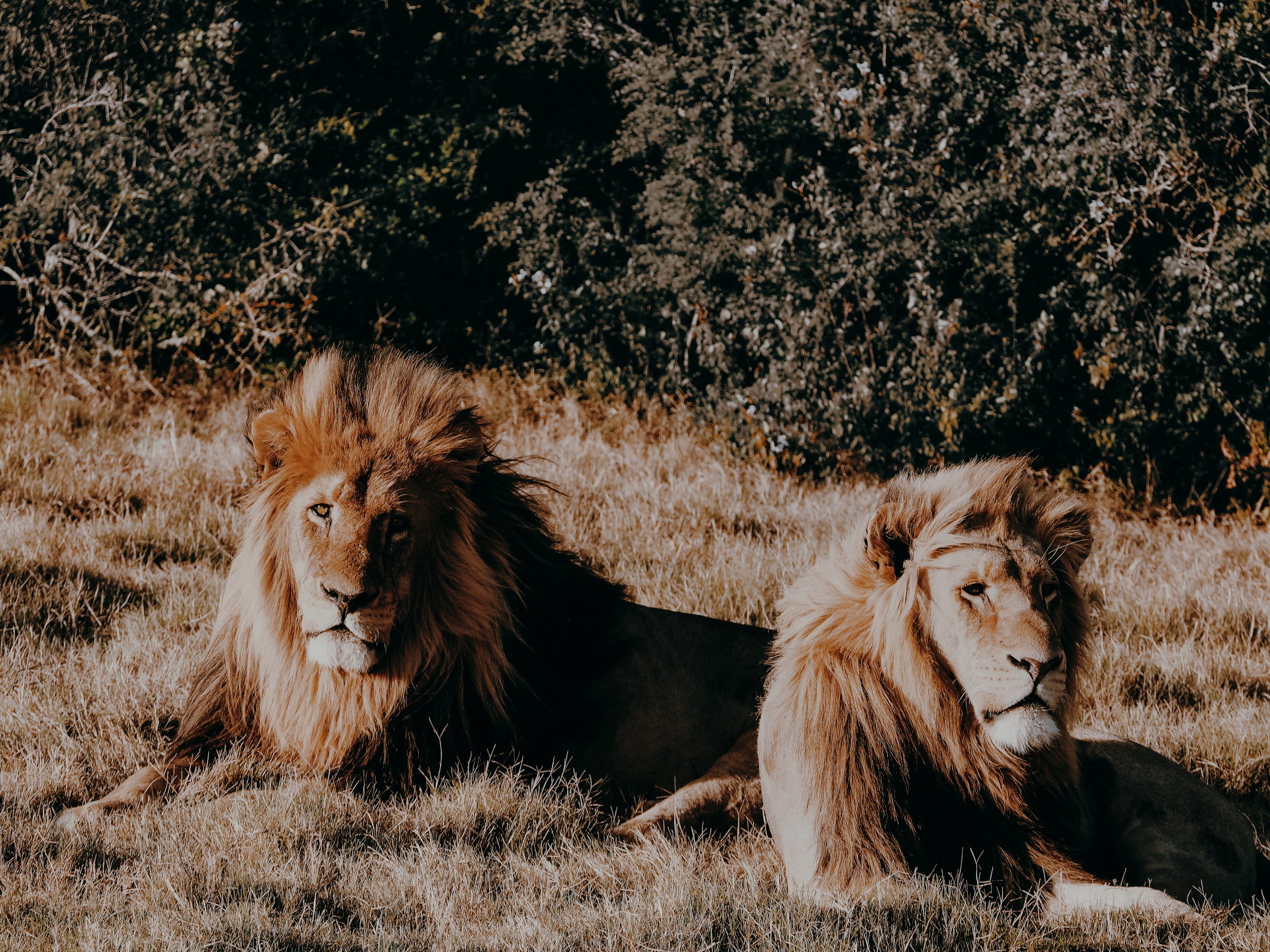 zwei Löwen im Gras
