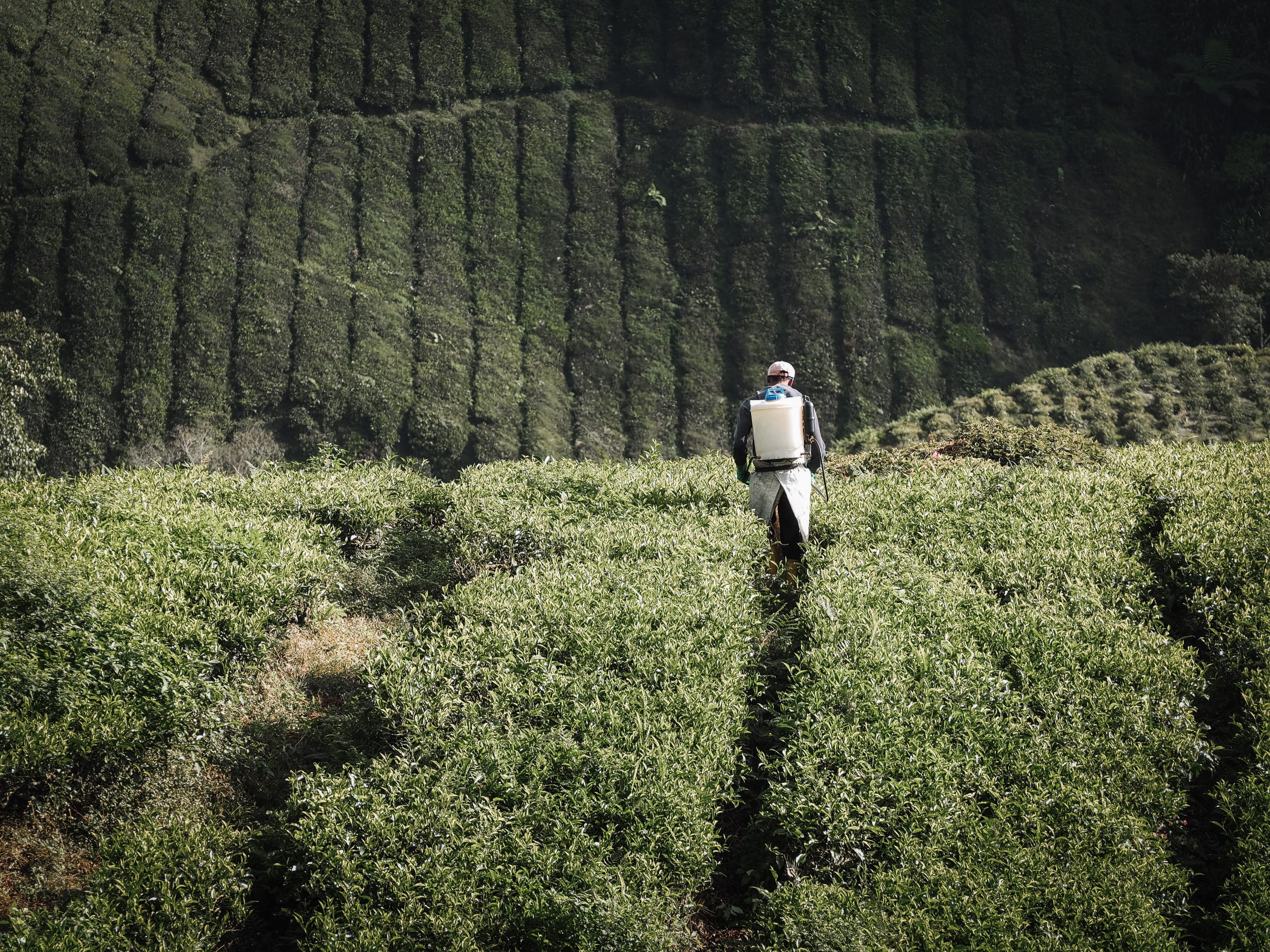 Mann auf der Teeplantage