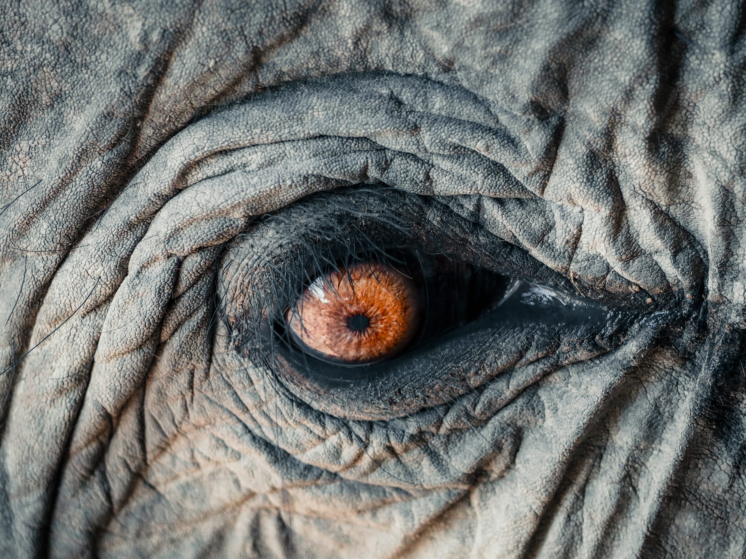 Auge von Elefant